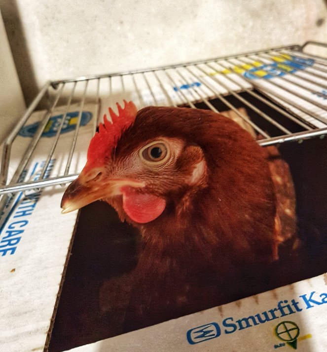 Judi Castille Goosgog in chicken box.jpeg