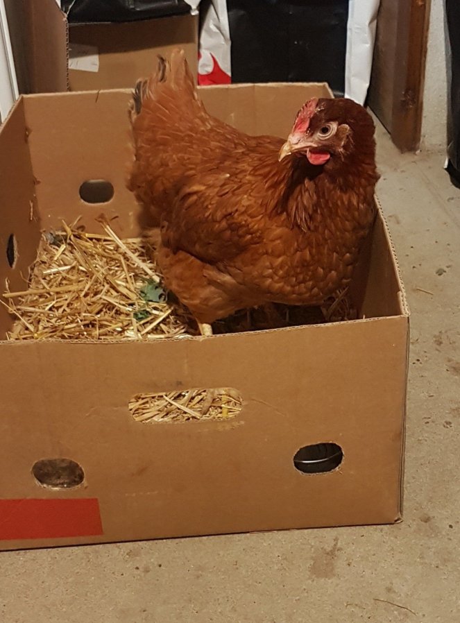 Judi Castille Poppy chicken recovering .jpg