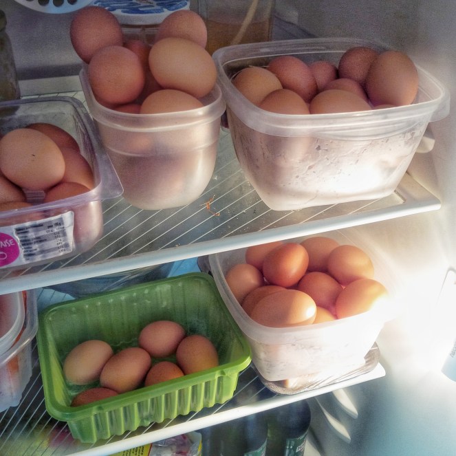 Judi Castille chicken eggs