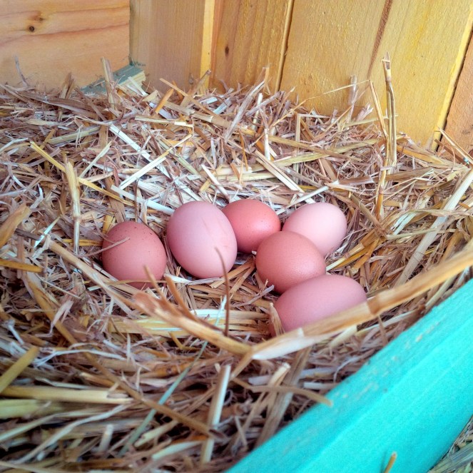 Judi castille excess chicken eggs.jpg