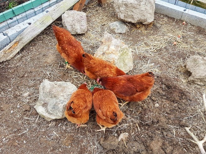 Judi Castille chickens mealworms toy.jpg