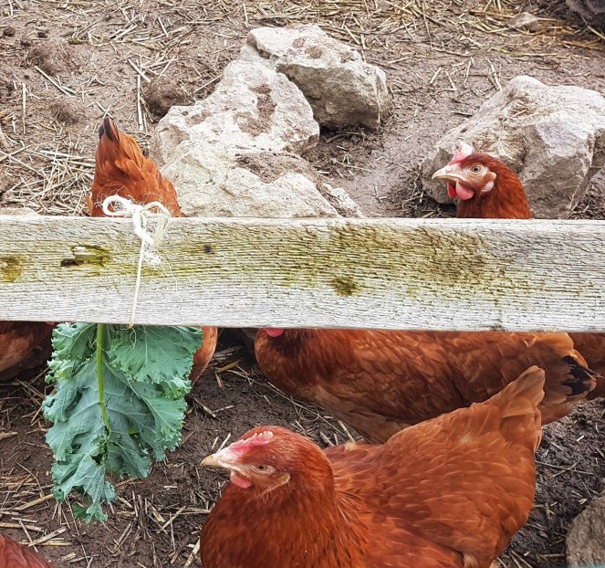 Judi Castille chickens and kale.jpg