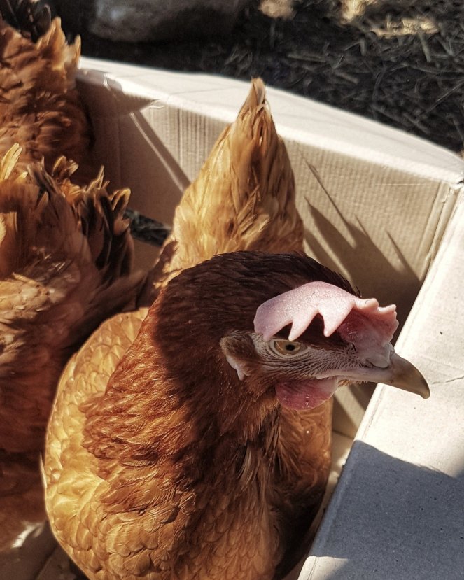 Judi Castille Eloise chicken floppy comb.jpg