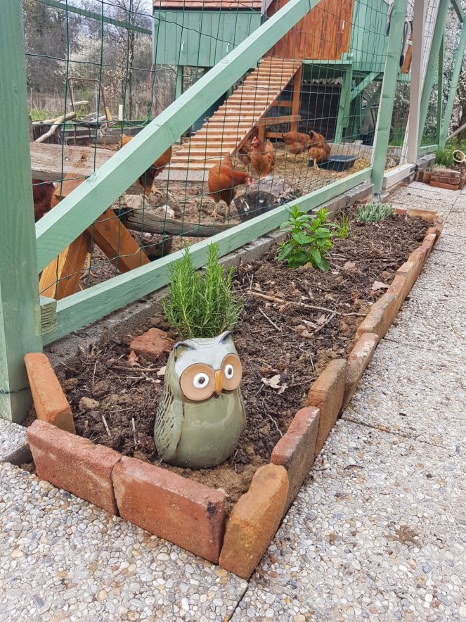 Judi Castille chicken coop herb bed.jpg