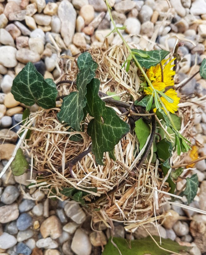 Judi Castille mealworms chicken treat.jpg